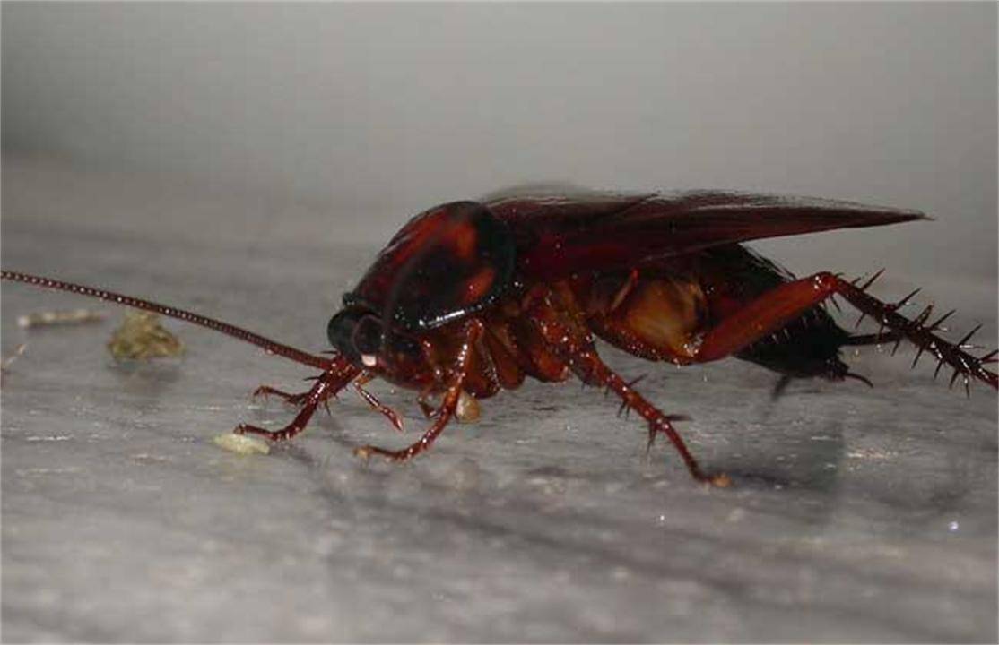 蟑螂在地球上有什么作用？如果灭绝，对人类会有什么后果？