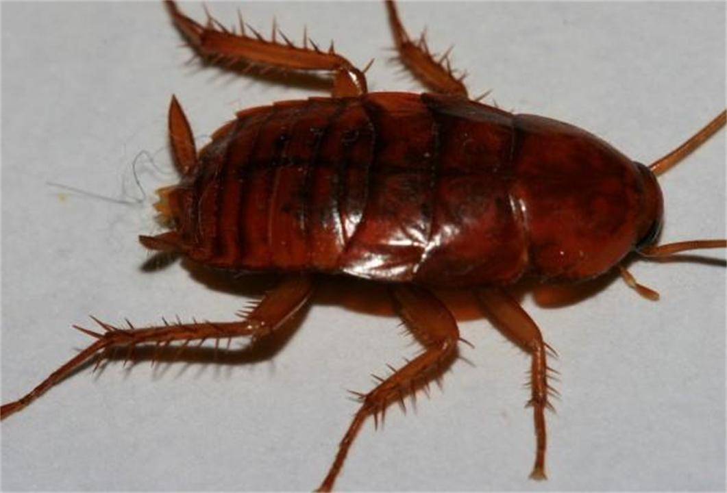 蟑螂在地球上有什么作用？如果灭绝，对人类会有什么后果？