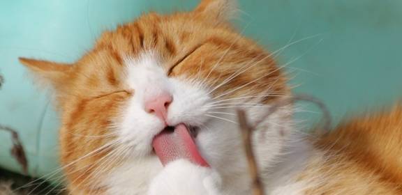 猫鼻子是湿润的代表着什么？
