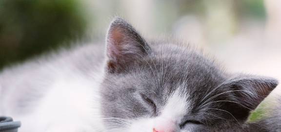 猫睡在脚边和枕边有什么区别