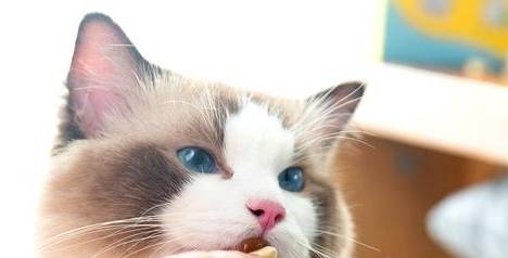 猫吃什么能长胖又发腮