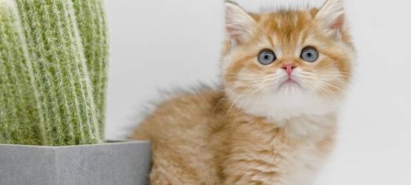 金浅层虎斑猫是什么品种？