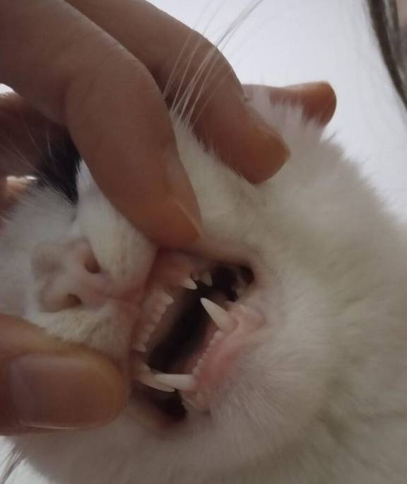 猫换牙期间要注意什么？