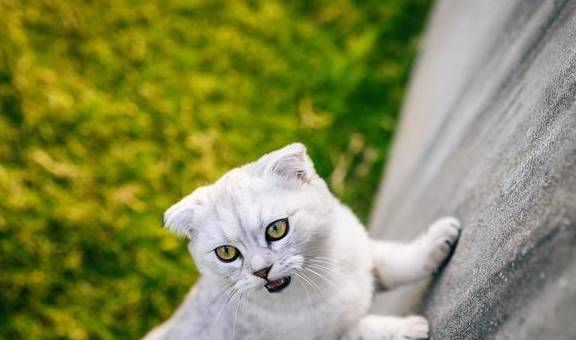 什么是猫咪应激，该怎样避免？