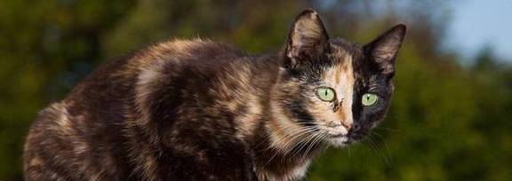 猫咪感染球虫病，会有什么症状？