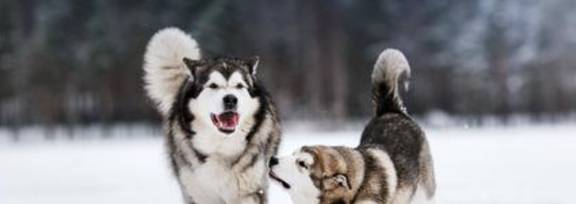 阿拉斯加雪橇犬AKC标准是什么？
