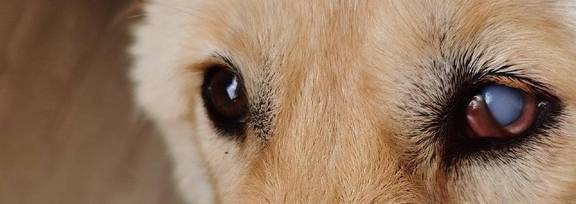 狗眼睛变蓝还有救吗？什么原因导致
