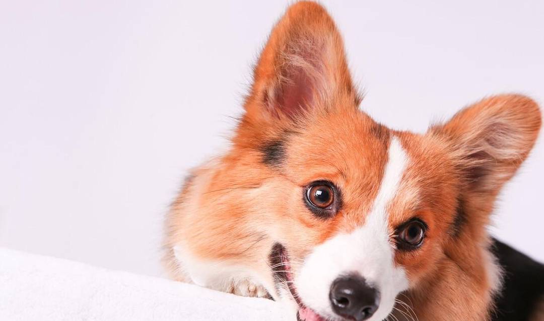 狗狗的不同眼神代表了什么？