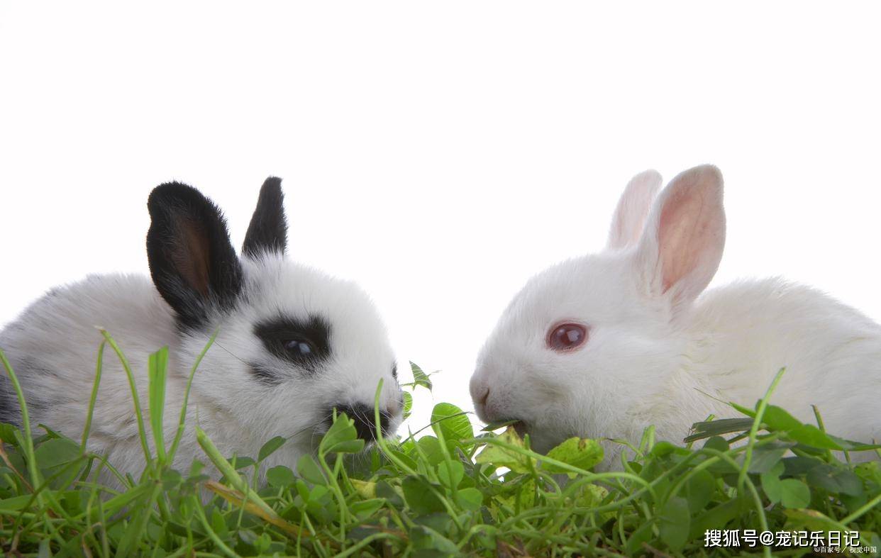 兔子的口炎会有什么症状