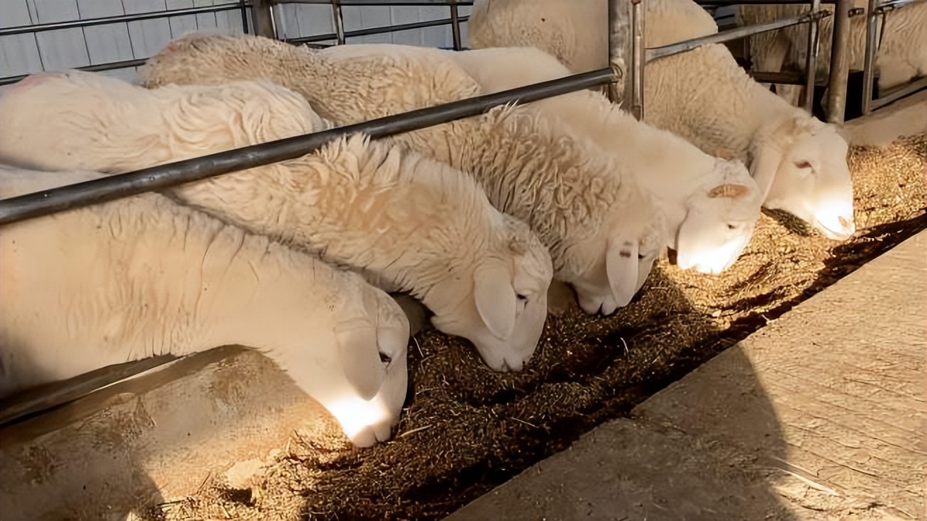 母羊产仔率跟什么有关系？母羊产羔数量与什么有关？我来告诉你
